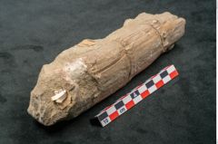 Foto (Seitenansicht) von Calamites sp. (NHMW-GEO-2024-0188-11189)